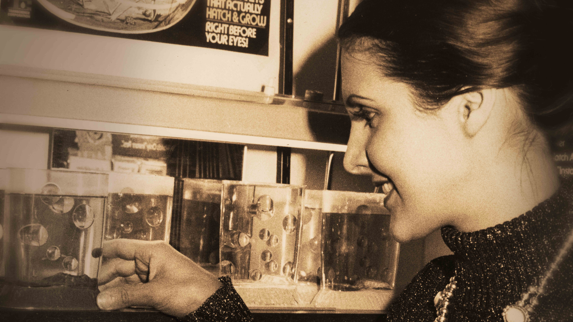Amazing Live Sea Monkeys