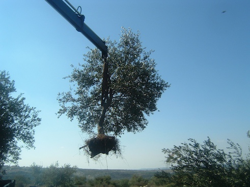 Olive Press